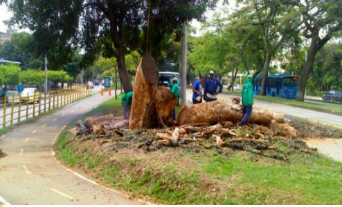 Habitantes del sur de Cali protestaron por tala de árboles en autopista -  Noti5